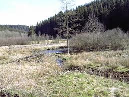 Perlenbach-Fuhrtsbachtal